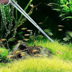 Tijeras Rectas Acero Inoxidable Aquascaping Acuario 25 Cms