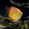 Discus Buffer 500gr Ajustador Ph Peces Disco Acuario Pecera