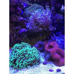 Reef Buffer 250gr Ajustador Alcalinizador Ph Acuario Marino