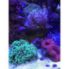 Reef Buffer 50gr Ajustador Alcalinizador Ph Acuario Marino