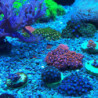 Reef Dip 500ml Yodo Remedio Desinfectante Corales Arrecife