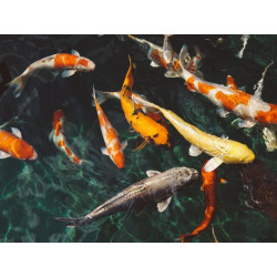 Koi Sticks 498gr Lagos Estanque Comida Peces Carpas Goldfish