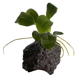 Anubia Nana Petite Planta...