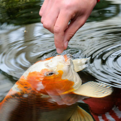 Tetra Pond Koi Vibrance 100gr Lago Estanque Carpas Goldfish