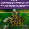 Aquatic Turtle Diet 340gr Comida Tortugas Acuáticas Lagos