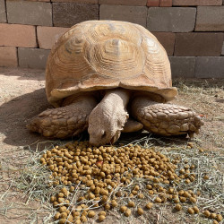 Tortoise Diet 1,25lb Comida Tortugas Tierra Terrestres