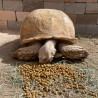 Tortoise Diet 1,25lb Comida Tortugas Tierra Terrestres