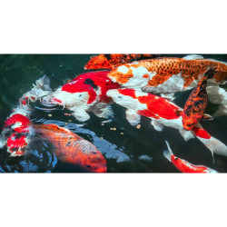 Sera Koi Professional Probiotic 700gr Comida Peces Lagos