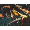 Koi Sticks 8lb Lagos Estanque Comida Peces Carpas Goldfish