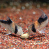 Pay Camarón Peces Tropicales 140gr Comida Fondo Plecos