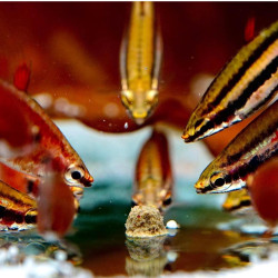 Pay Camarón Peces Tropicales 140gr Comida Fondo Plecos